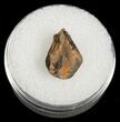 Tyrannosaurid Tooth Tip - T-Rex #4427-1